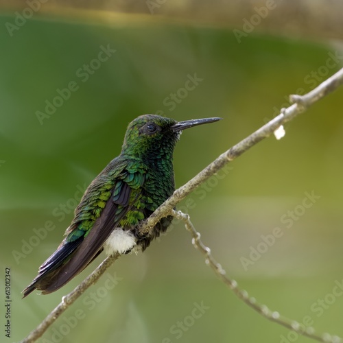 green hummingbird on a branch 