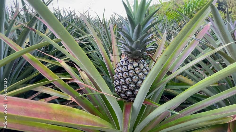 Mature green pineapples are ready to be cut and transported to the pineapple canning plant inside the pineapple farmer's orchards in Thailand. 4K Video Mature green pineapples are ready to be cut and transported to the pineapple canning plant inside the pineapple farmer's orchards in Thailand. 4K Video