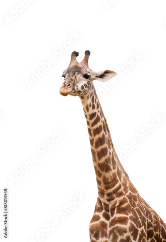 Long neck and head of giraffe isolated cutout on transparent