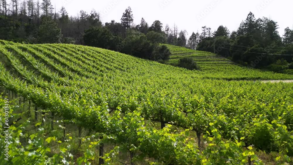 Vineyards scenics panorama aerial view, drone view	