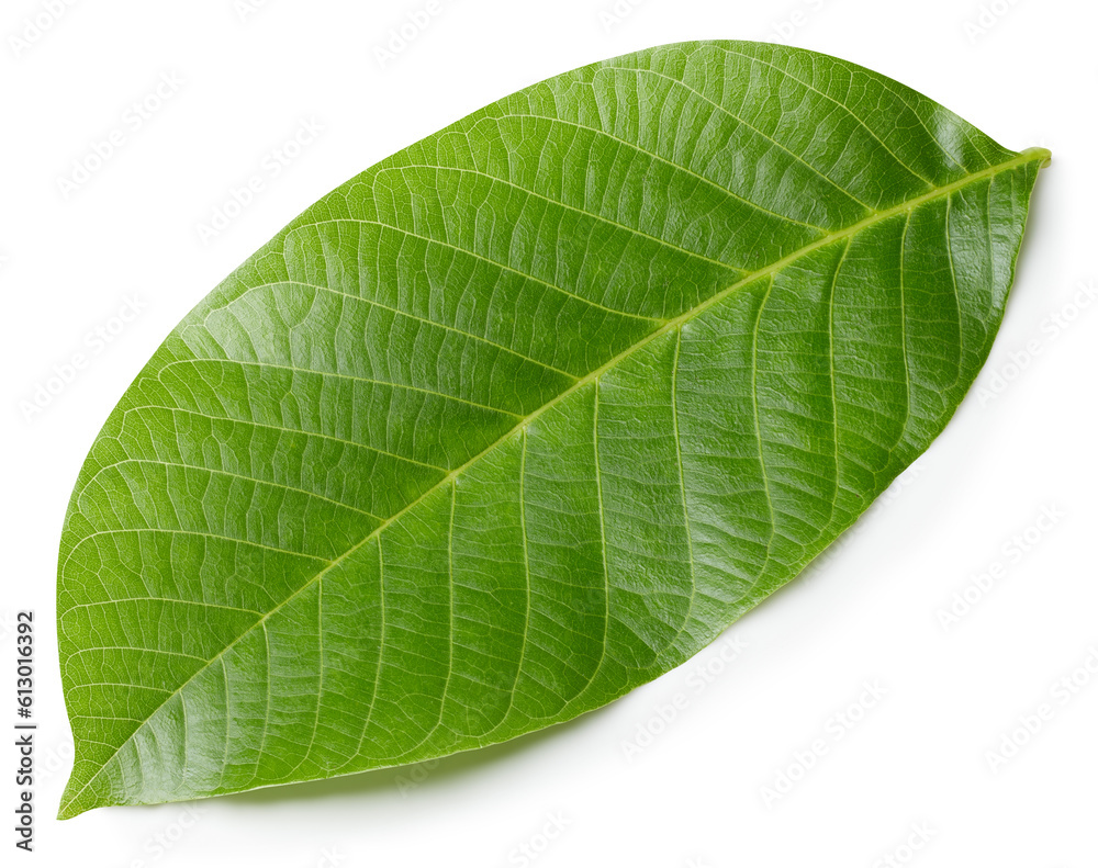 Walnut leaves isolated Walnut leaves isolated