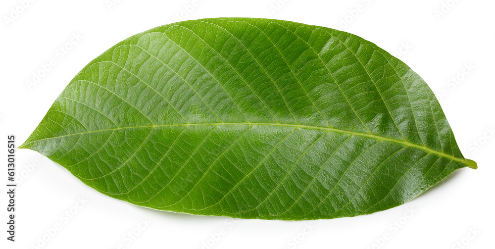 Walnut leaves isolated Walnut leaves isolated