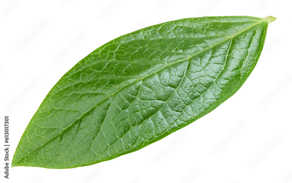 Obraz premium Blueberry leaves isolated on white