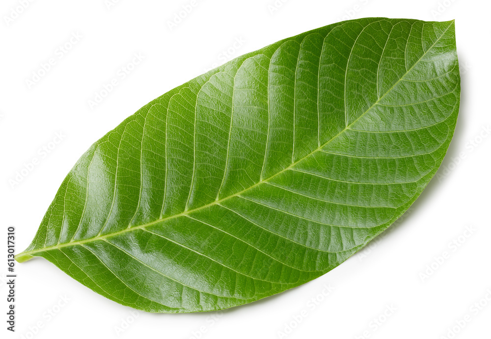 Obraz premium Walnut leaves isolated