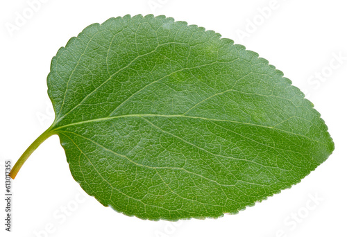 Apricot leaves isolated on white