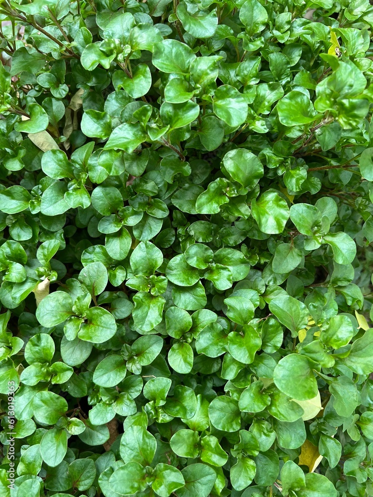 Obraz premium green leaves background