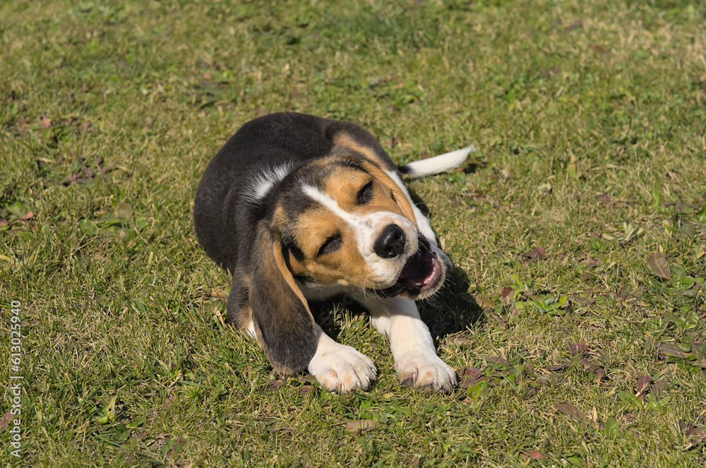 Tricolor beagle puppy dog resting in the lawn under the sun Tricolor beagle puppy dog resting in the lawn under the sun