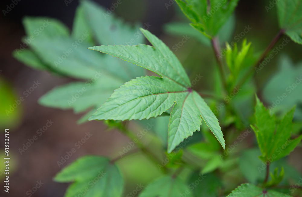 plant in the garden, closeup of green leaves plant in the garden, closeup of green leaves