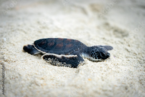 Baby sea turtle photography