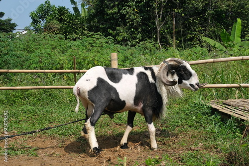 Indonesian sheep with big horns in a farm