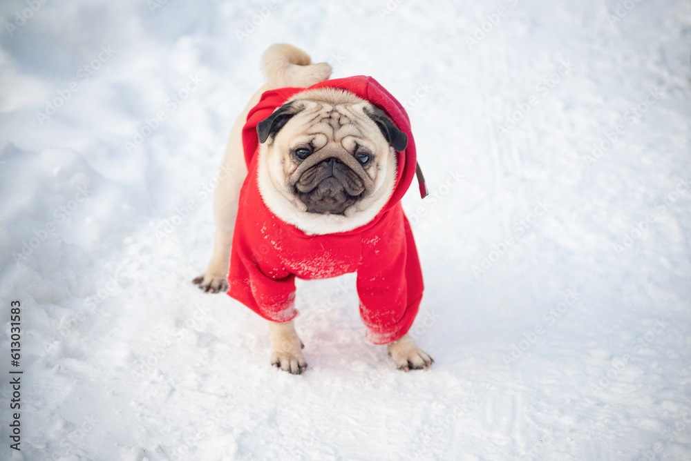 pug in red clothes in winter against the background of a snowy forest on a walk, close-up, selective focus