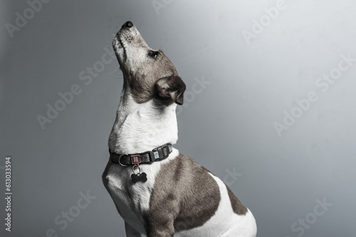 Young Jack Russel lady terrier in front of studio background