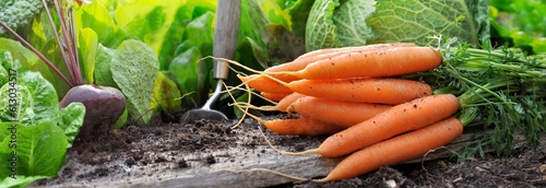 close up on a beautiful bush of fresh carrots put on a dirty plank on the soi...