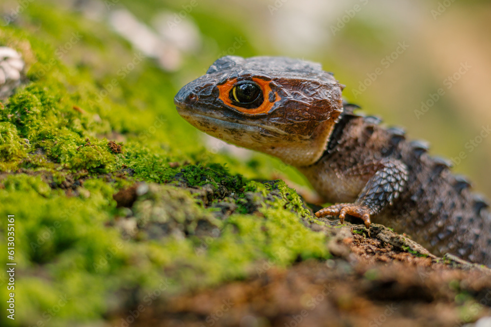 Red Eyed Crocodile Skink (Tribolonotus gracilis), animal closeup Red Eyed Crocodile Skink (Tribolonotus gracilis), animal closeup