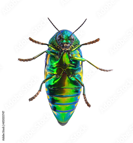 metallic wood-boring beetle on transparent png