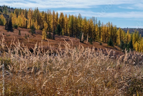 Vibrant autumn colors. Red grass and yellow trees under blue sky  in Cathedral Lakes Park. Ocanagan. Keremeos. British Columbia. Canada photo