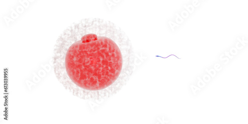  A human egg and a sperm swimming towards it to fertilize it. Illustration image with a transparent background. A 3D illustration of an egg surrounded by a white translucent zone and quietly glowing r photo