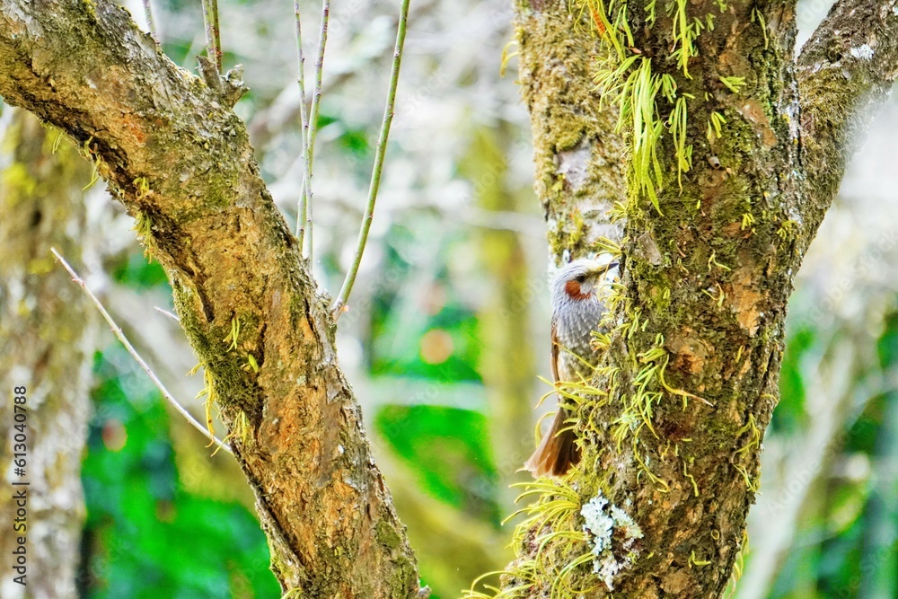 Obraz premium ノキシノブの生えた梅の木の幹に止まって突く小鳥、ヒヨドリ