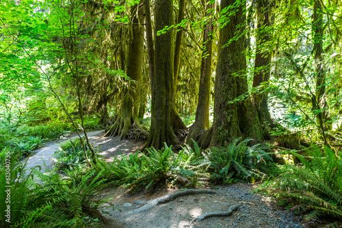 Fototapeta Naklejka Na Ścianę i Meble -  Mossy trees in the rainforest. Olympic National Park, Washington