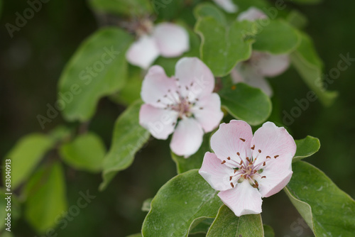 Quince flowers on tree branch