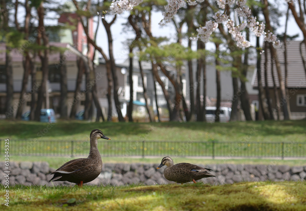 Fototapeta premium Eurasian Teal are small, but beautiful little ducks in the Garden.