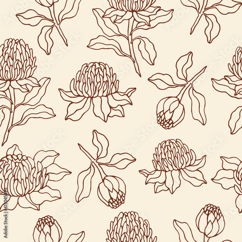 Hand drawn waratah flower seamless pattern