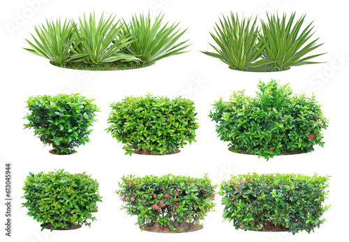 ixora, Ornamental plants and Green leafed bushes. (shrub)Bush Agave plants are drought tolerant. For making fences and decorating the garden.Collection of 9 trees.Isolated and clipping path.