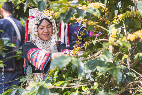 Brazilian Yellow Bourbon coffee fruit beans on brance tree Robusta and arabica coffee berries by agriculturist hands,Worker Harvest arabica coffee berries on its branch, agriculture concept.