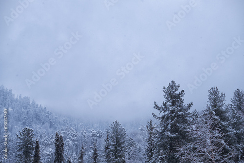 Winter taiga forest under heavy snow on the bank of Teletskoe lake. Artybash, Altai.