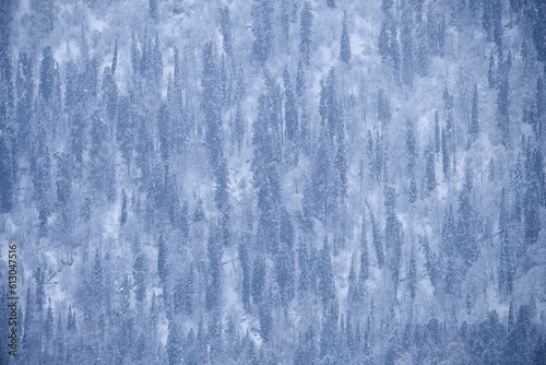 Winter taiga forest under heavy snow on the bank of Teletskoe lake. Iogach  Altai