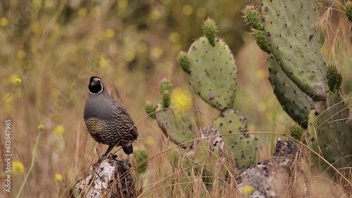 The California Quail (Callipepla californica) lives on the west coast of North America. Lives in steppe areas with shrubs.