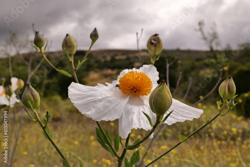  California tree poppy (Romneya coulteri). Large white flowers with a diameter of 10-18 cm. Many wild plants still bloom in early summer in California. photo