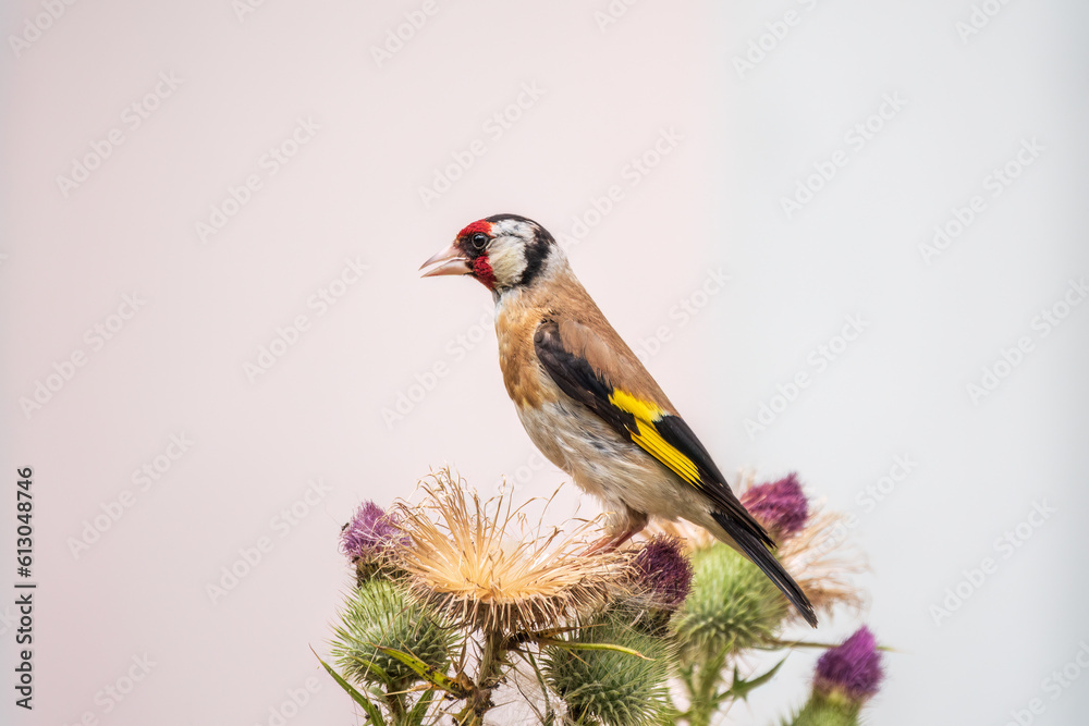 Naklejka premium European goldfinch, feeding on the seeds of thistles. Carduelis carduelis.
