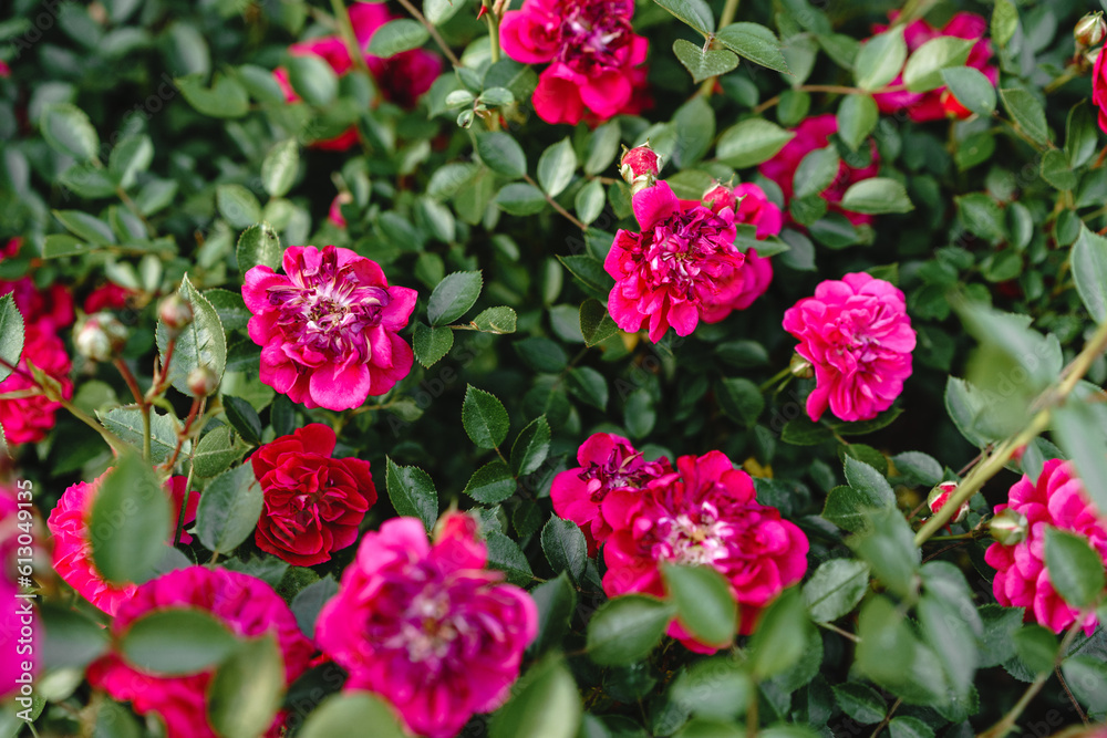 Bright pink roses in full bloom in a summer garden. Bright pink roses in full bloom in a summer garden.