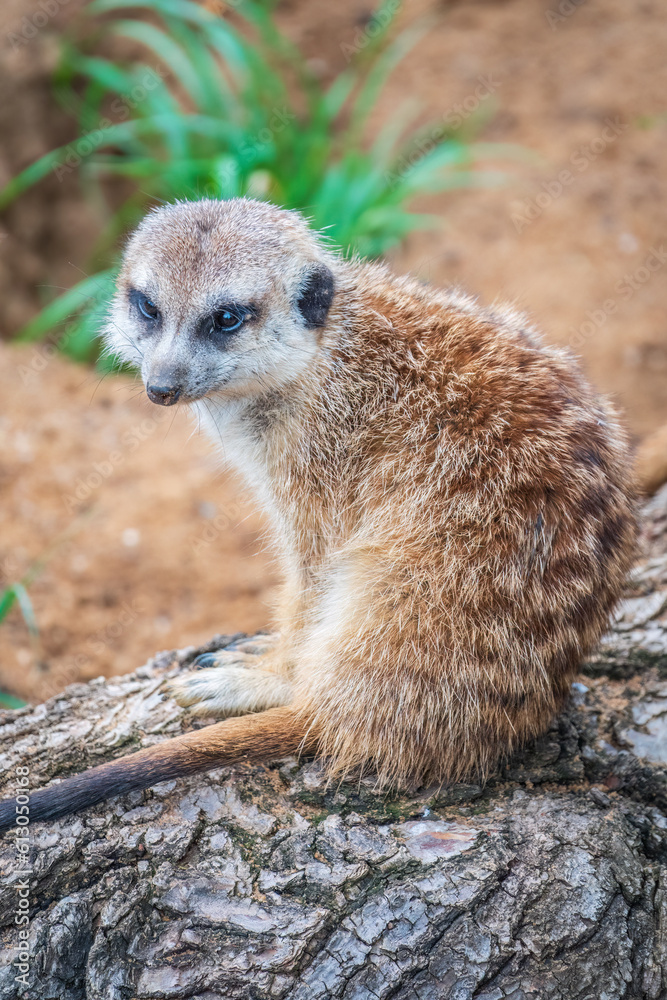 Fototapeta premium Meerkat, Suricata suricatta, on hind legs. Portrait of meerkat standing on hind legs with alert expression. Portrait of a funny meerkat sitting on its hind legs.