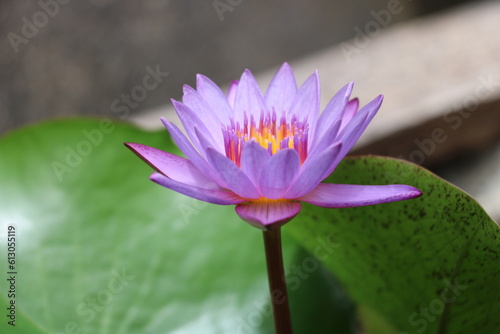 Close up shot of blue lotus  Egyptian blue flower Indian blue water lily  in pond