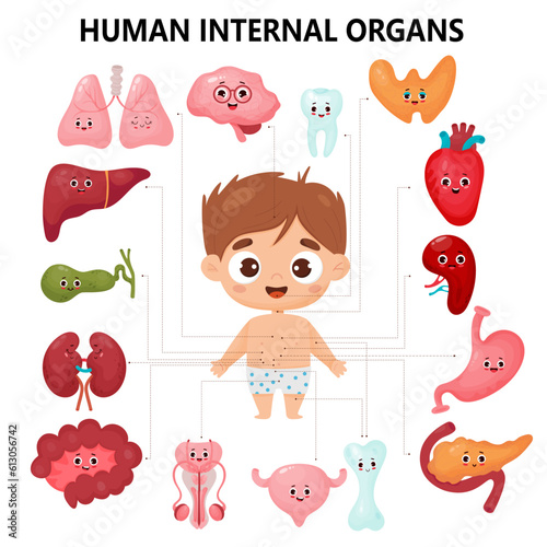 Male organs cartoon funny characters. Anatomy human body. Infographic with cute boy. Visual scheme internal organs and locations. Vector illustration. Educational kids medical poster