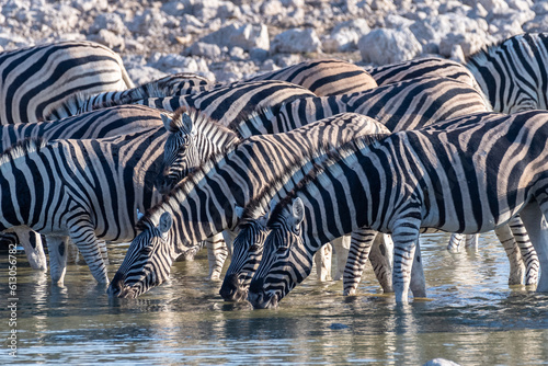 A group of Burchell's Plains zebra -Equus quagga burchelli- drinking from a waterhole on the plains of Etosha National Park, Namibia.