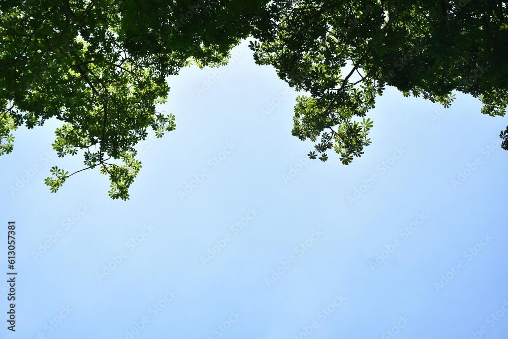 Leaves against a sky background (Suitable for a text background) Leaves against a sky background (Suitable for a text background)