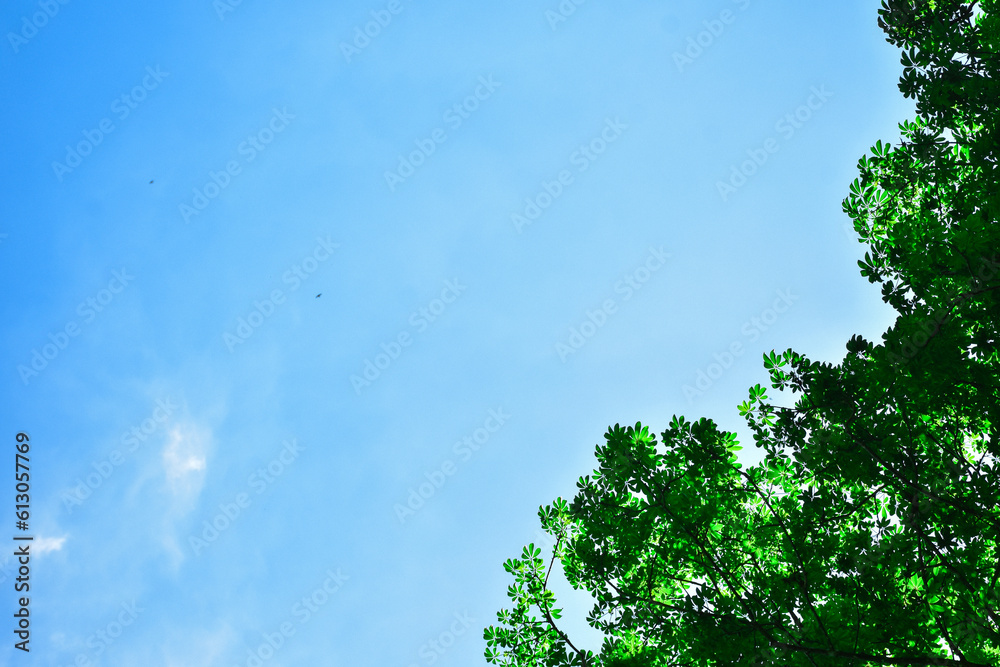 Leaves against a sky background (Suitable for a text background) Leaves against a sky background (Suitable for a text background)