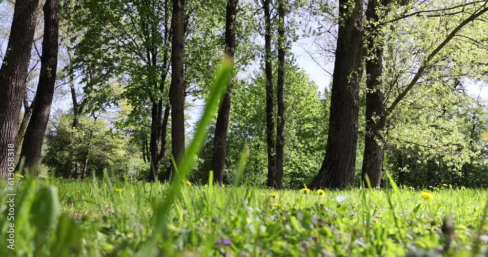 deciduous trees and green grass in the spring season in sunny weather, tall trees with green foliage on the background of green grass in the spring season deciduous trees and green grass in the spring season in sunny weather, tall trees with green foliage on the background of green grass in the spring season