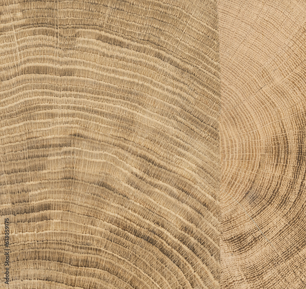 Fototapeta premium cut tree with growth ring