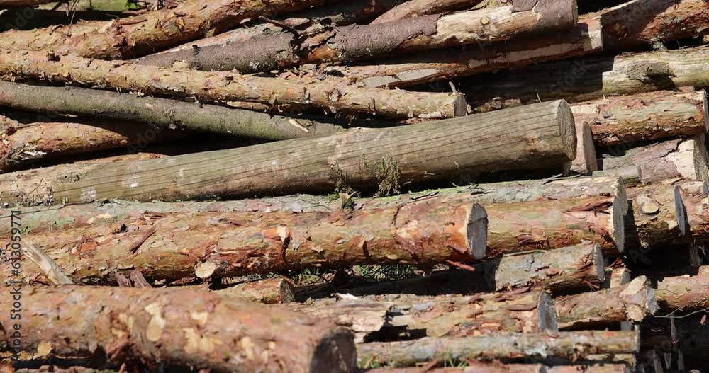 a pile of pine trunks for further processing at a sawmill, sawn pine logs lying on the forest territory a pile of pine trunks for further processing at a sawmill, sawn pine logs lying on the forest territory