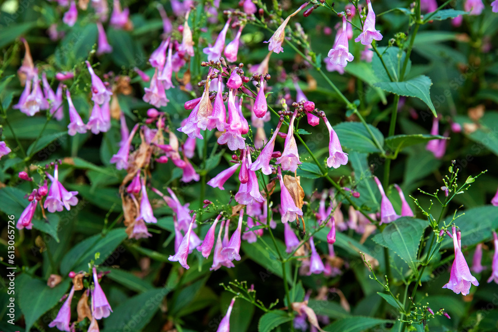 Strobilanthes flaccidifolius plant Strobilanthes flaccidifolius plant