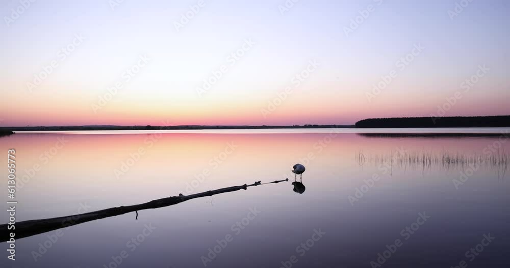 a calm lake and one white swan in the spring during sunset, a lonely swan at sunset on the lake in the spring season a calm lake and one white swan in the spring during sunset, a lonely swan at sunset on the lake in the spring season