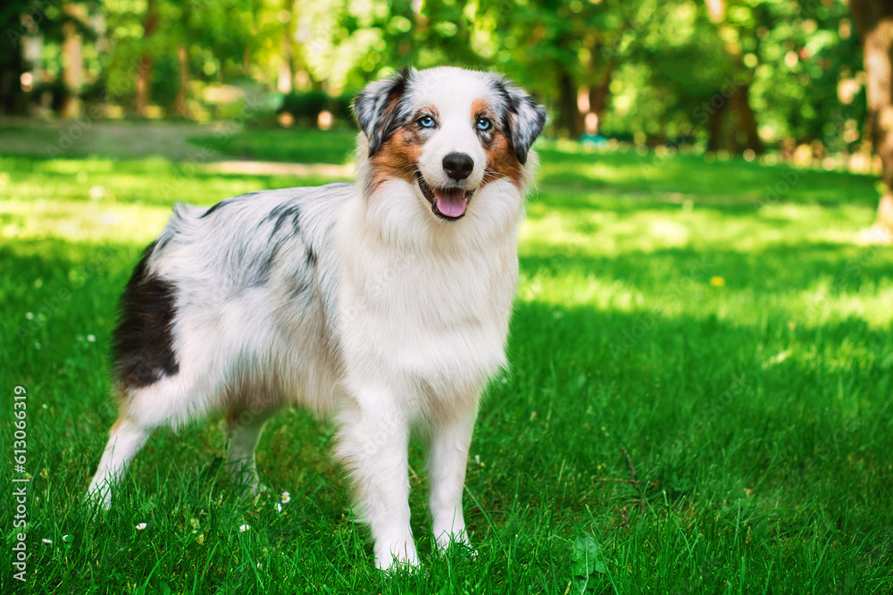 A dog of the Australian Shepherd breed stands on the background of a green park. She is eight months old and tricolor. The dog has fluffy and long fur. The photo is blurred