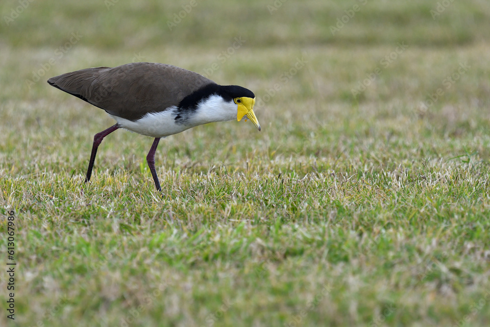 Australian adult Masked Lapwing -Vanellus miles, novaehollandiae- walking short grass looking for food Australian adult Masked Lapwing -Vanellus miles, novaehollandiae- walking short grass looking for food