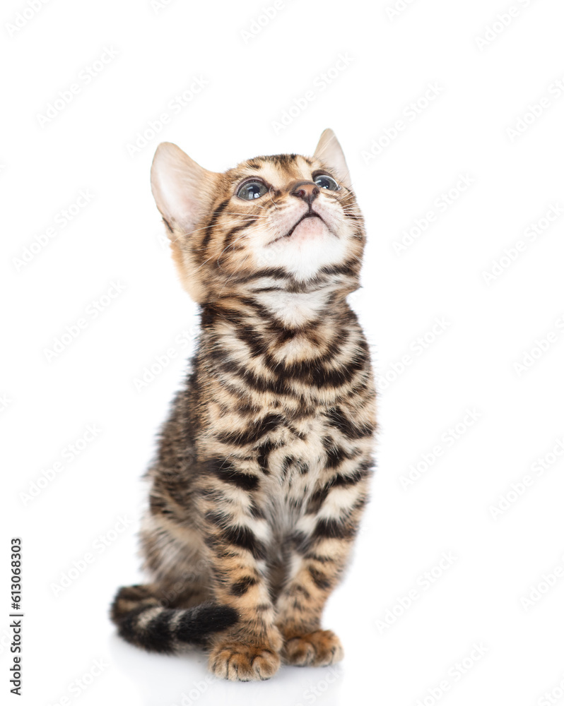 Tiny bengal kitten sitting in front view and looking up. isolated on white background Tiny bengal kitten sitting in front view and looking up. isolated on white background