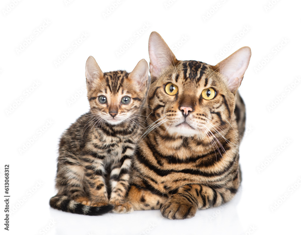 Adult bengal cat and tiny kitten lying together and looking at camera. isolated on white background
