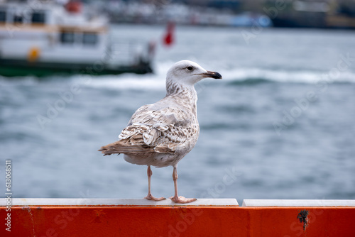 seagull on the beach